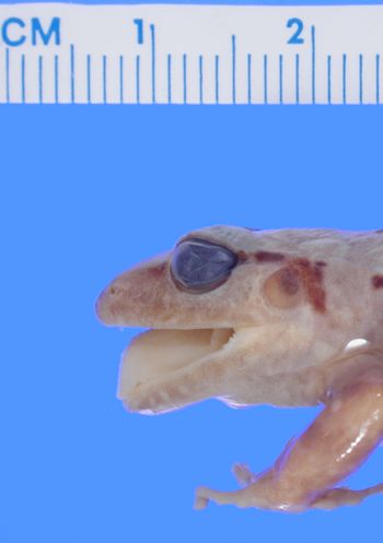 Media type: image; Herpetology A-19836